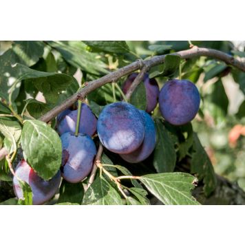 PLOMMONTRÄD MINI OPAL FOLIE CO