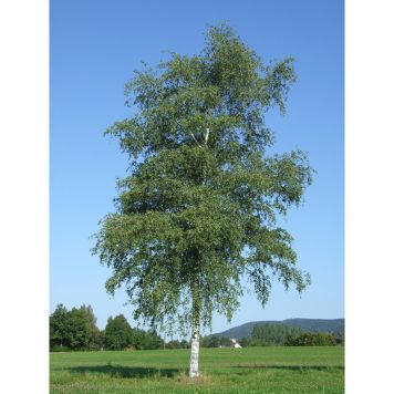 PRYDNADSTRÄD VÅRTBJÖRK GUL 125-150CM