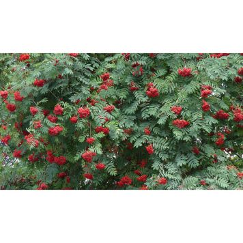 HÄCK RÖNN 50-80CM 100-PACK BARROT