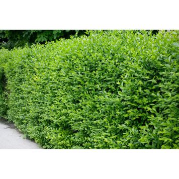 HÄCK VINTERLIGUSTER 'LIGA' 50-80CM 100-PACK BARROT