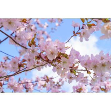 BERGKÖRSBÄR SOLITÄR KRUKODLAD 150-200CM