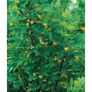 HÄCK HÄCKKARAGAN 40-60CM 10-PACK BARROT