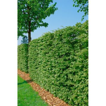 HÄCK BOK 50-80CM 10-PACK BARROT