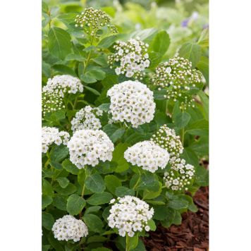 HÄCK BJÖRKSPIREA 15-30CM 100-PACK BARROT