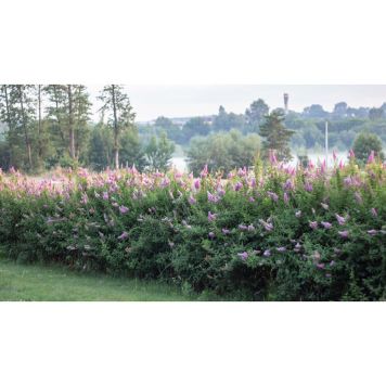 HÄCK KLASESPIREA 40-60CM 100-PACK BARROT