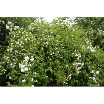 HÄCK SMULTRONSCHERSMIN 30-50CM 10-PACK BARROT