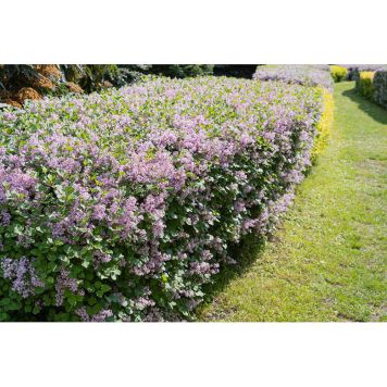 HÄCK SYREN 50-80CM 1-2 GRENAR 100-PACK BARROT