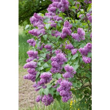 HÄCK GOLIAT SYREN BOND 50-80CM 2-4 GRENAR 50-PACK