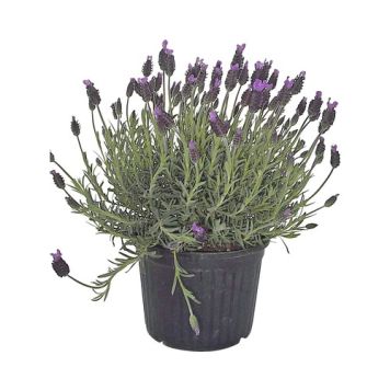 SKÄRMLAVENDEL LAVANDULA STOECHAS KRUKA 18CM