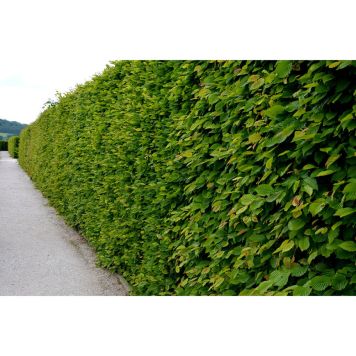 HÄCK AVENBOK 60-100CM 100-PACK BARROT