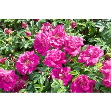 HÄCK RUGOSA-ROS 'HANSA' 30-50CM 100-PACK BARROT