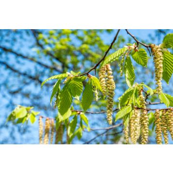 HÄCK VÅRTBJÖRK 60-100CM 10-PACK BARROT