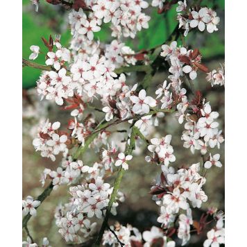 HÄCK KÖRSBÄRSPLOMMON 60-100CM 100-PACK BARROT