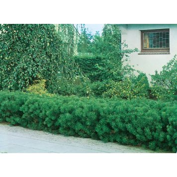 BARRVÄXT BERGTALL PINUS MUGO VAR MUGO