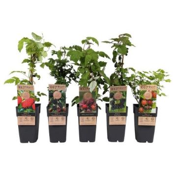 FRUKTVÄXTER MIX KRUKA 14CM