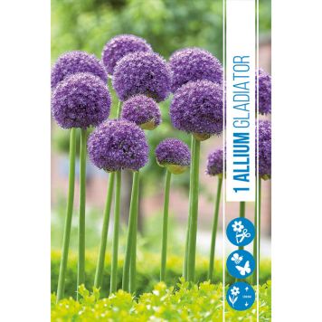 HÖSTLÖK ALLIUM GLADIATOR 1ST