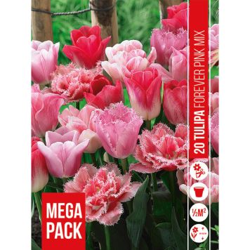 HÖSTLÖK TULIPA FOREVER PINK 20ST