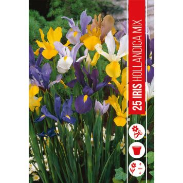 HÖSTLÖK HOLLÄNDSK IRIS 25ST