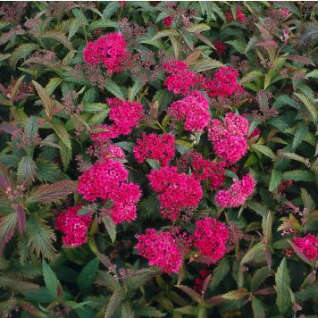 HÄCK ROSENSPIREA 20-30CM 100-PACK BARROT