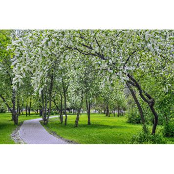 SOLITÄR HÄGG 100-125CM