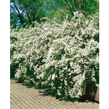 HÄCK BUKETTSPIREA 50-80CM 100-PACK BARROT