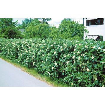 HÄCK OXEL 40-60CM 100-PACK BARROT