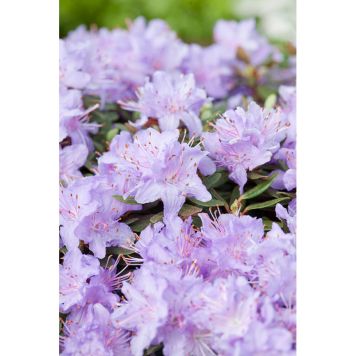 RHODODENDRON TUVALPROS LILA 20-25CM KRUKODLAD