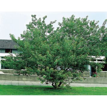 SOLITÄR GINNALALÖNN 150-200CM