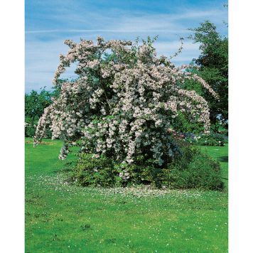 SOLITÄR PARADISBUSKE 125-150CM