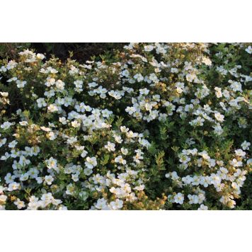 HÄCK TRÄDGÅRDSTOK 'ABBOTSWOOD' VIT 30-50CM 10-PACK BARROT