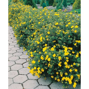 HÄCK TRÄDGÅRDSTOK 'GOLDFINGER' 30-50CM 10-PACK BARROT