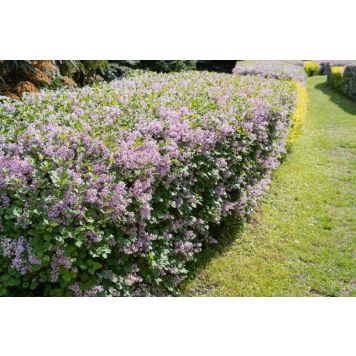 HÄCK SYREN 30-50CM 100-PACK BARROT