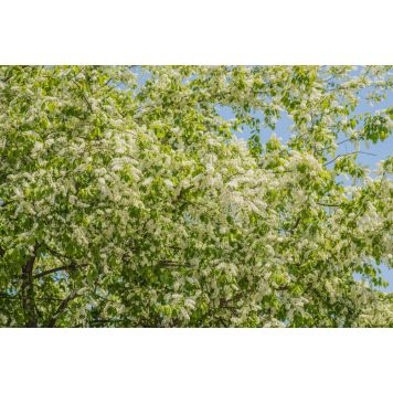 HÄCK HÄGG 50-80CM 10-PACK BARROT