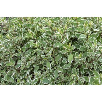 HÄCK KORALLKORNELL 50-80CM 100-PACK BARROT