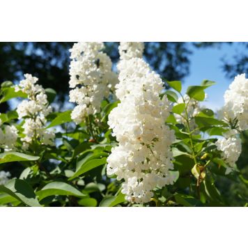 HÄCK VIT SYRÉN 30-50CM 50-PACK BARROT