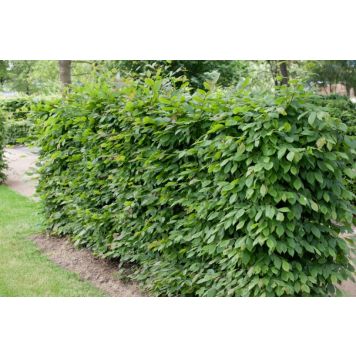 HÄCK GOLIAT AVENBOK 100-125CM 10-PACK BARROT