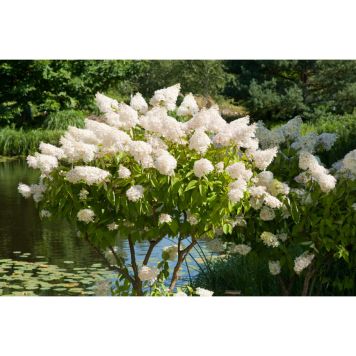 PRYDNADSTRÄD SYRENHORTENSIA VIT CREMEVIT/ROSA 80-100CM