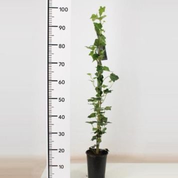 STORBLADIG MURGRÖNA KRUKA 15CM