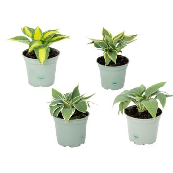 HOSTA MIX OLIKA SORTER KRUKA 12CM 1-STYCK