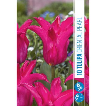 HÖSTLÖK LILJETULPAN ORIENTAL PEARL 10ST