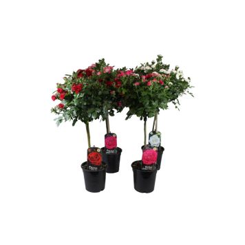 ROS PÅ STAM OLIKA FÄRGER KRUKA 19CM