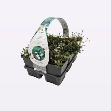 PERENN TRETANDSFINGERÖRT 6-PACK