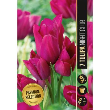 HÖSTLÖK TULIPA NIGHT CLUB 7ST