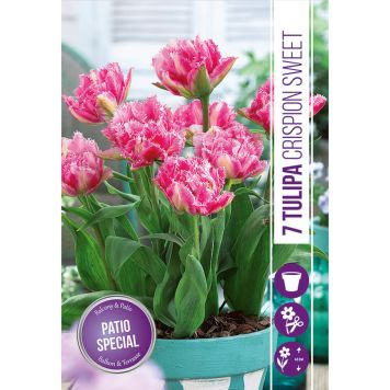 HÖSTLÖK TULIPA CRISPION SWEET 7ST