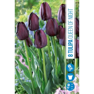 HÖSTLÖK TULIPAN QUEEN OF NIGHT 8ST      
