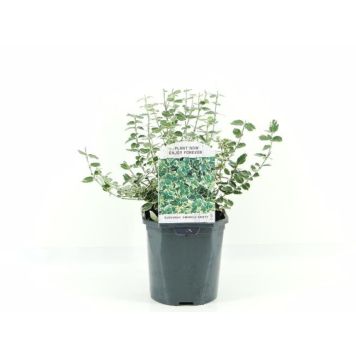 KLÄTTERBENVED EMERALD GAIETY KRUKA 17CM