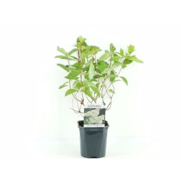 VIPPHORTENSIA KRUKA 17CM 