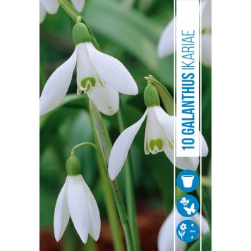 HÖSTLÖK GREKISK SNÖDROPPE 10ST