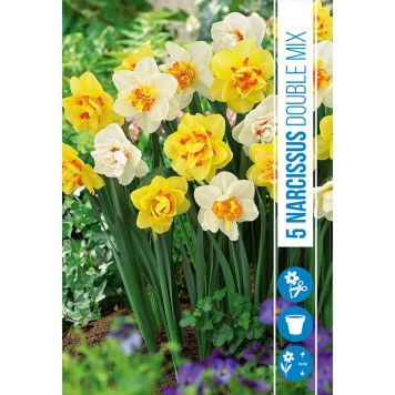 HÖSTLÖK NARCISSUS DUBBEL MIX 5ST    