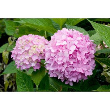 BUSKE HORTENSIA ENDLESS SUMMER ROSA KRUKODLAD 50-60CM 